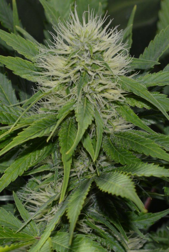 IH1 flowerWeek3 half