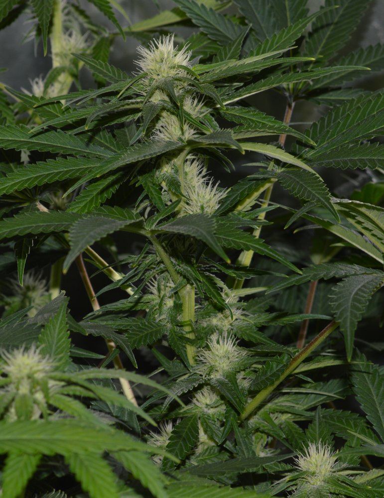 IH5 flower
