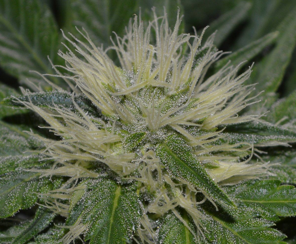 IH5 flower2 frost w3