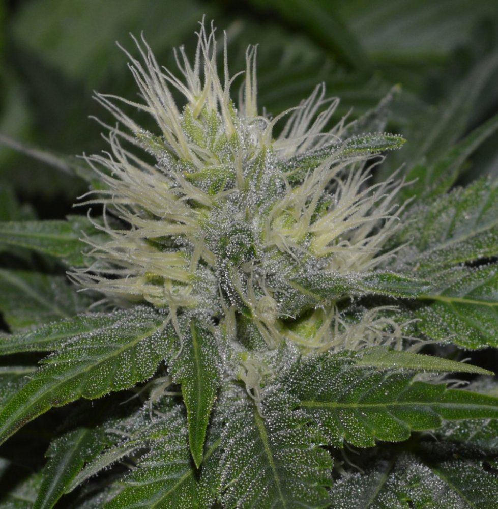 IH5 flower2 frost w3 half