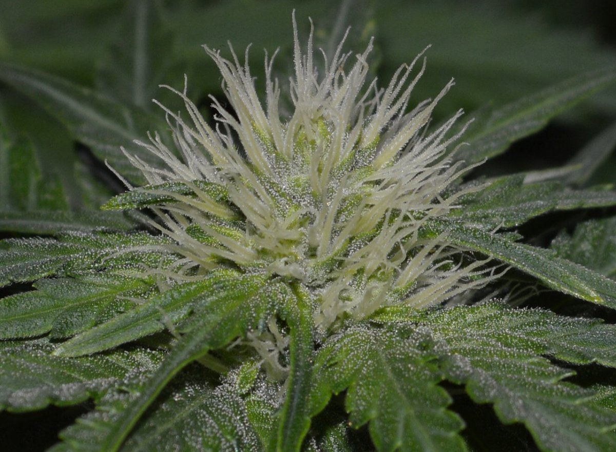 IH5 flower frost