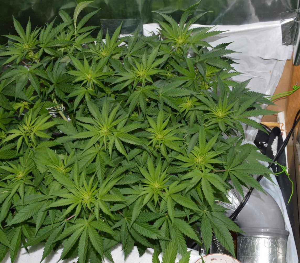 IH5 leaves flowerstart
