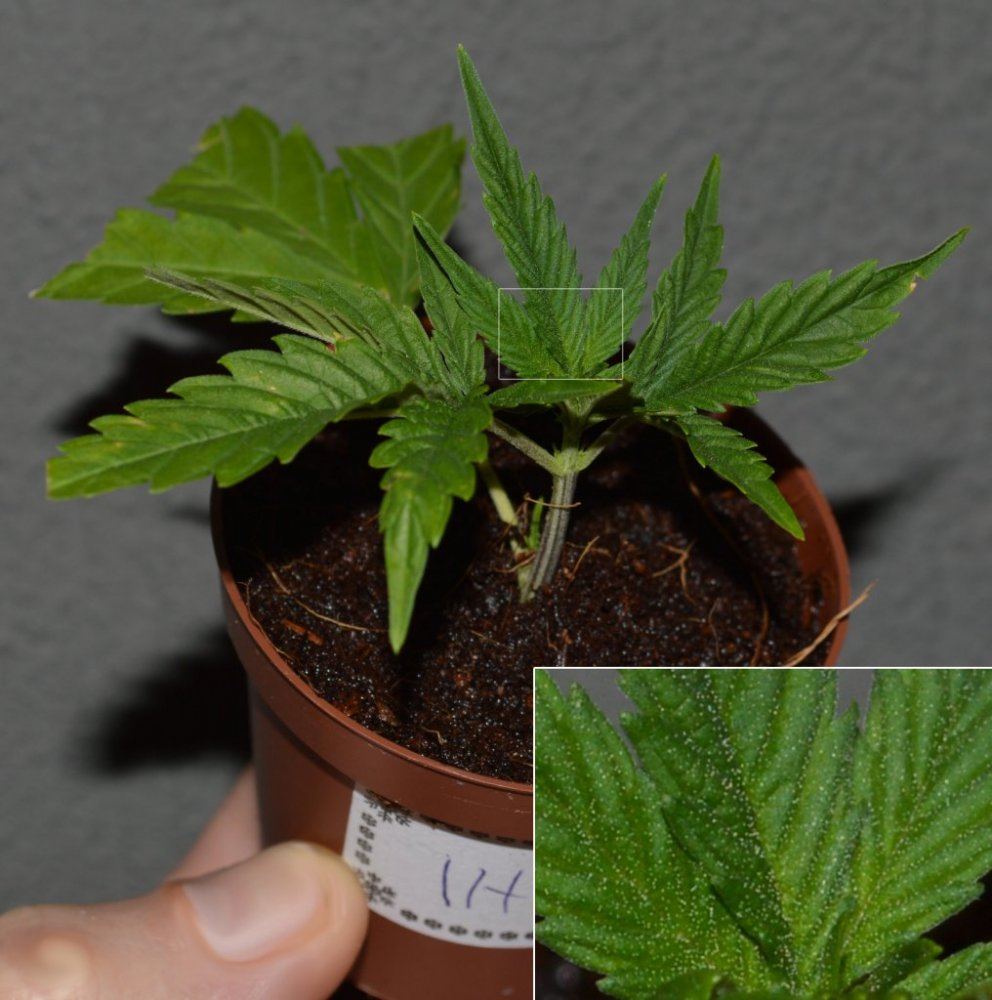 IH5clone coco