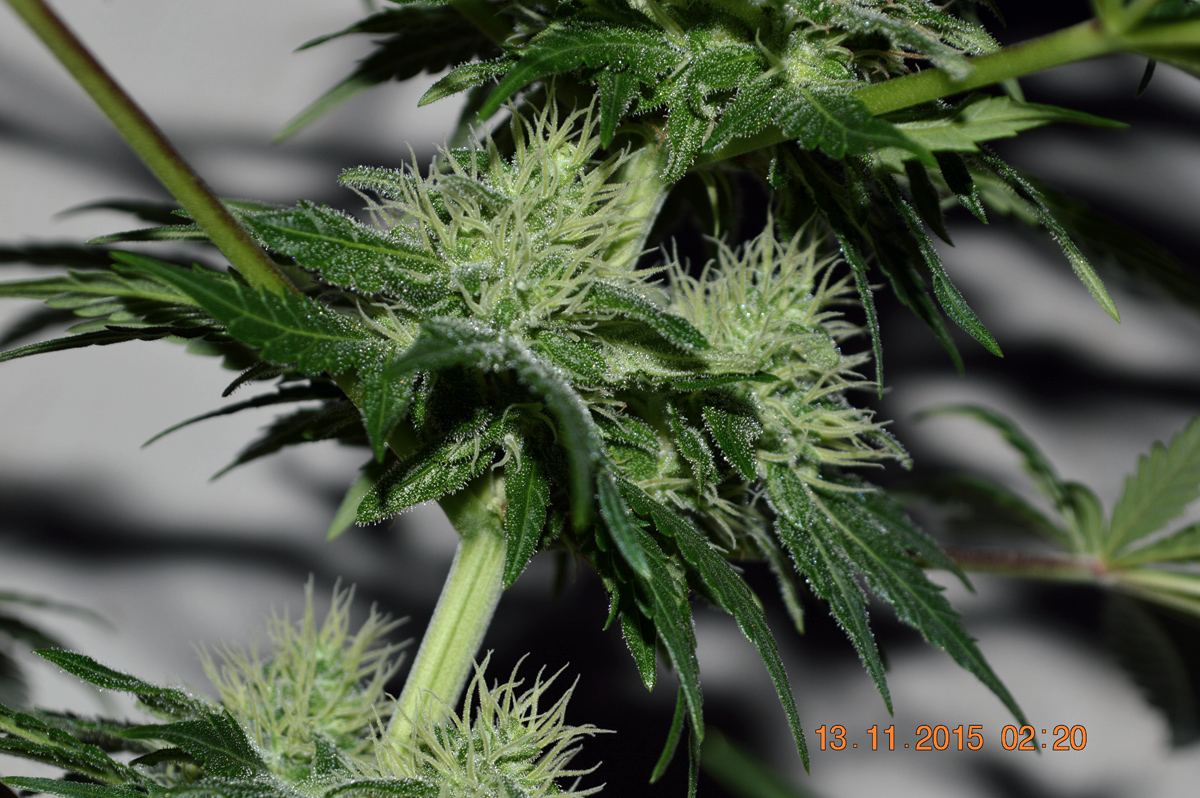 IHflower