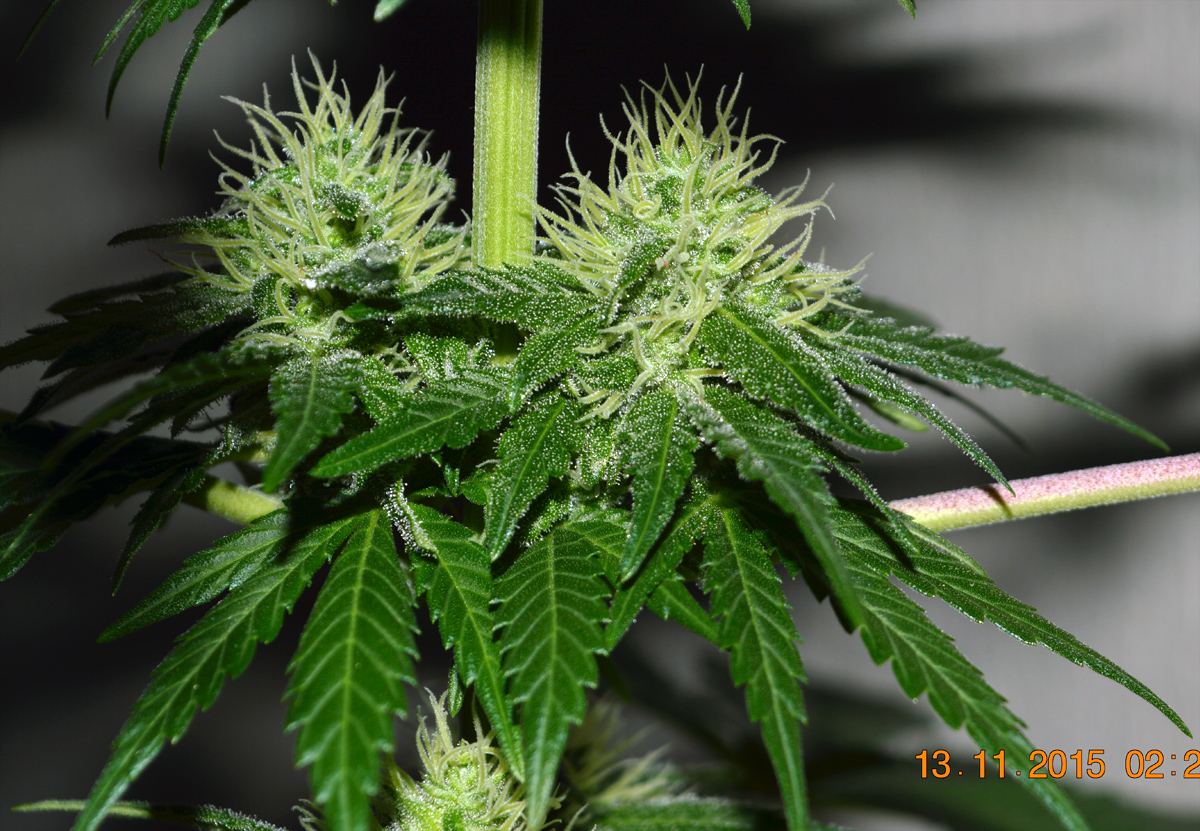 IHflower2