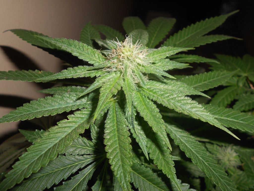 IK x SB   28 days Closeup