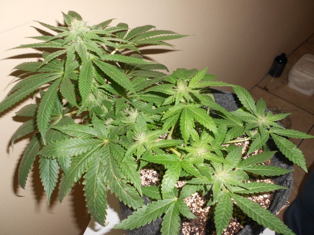 IK x SB   28 days Full