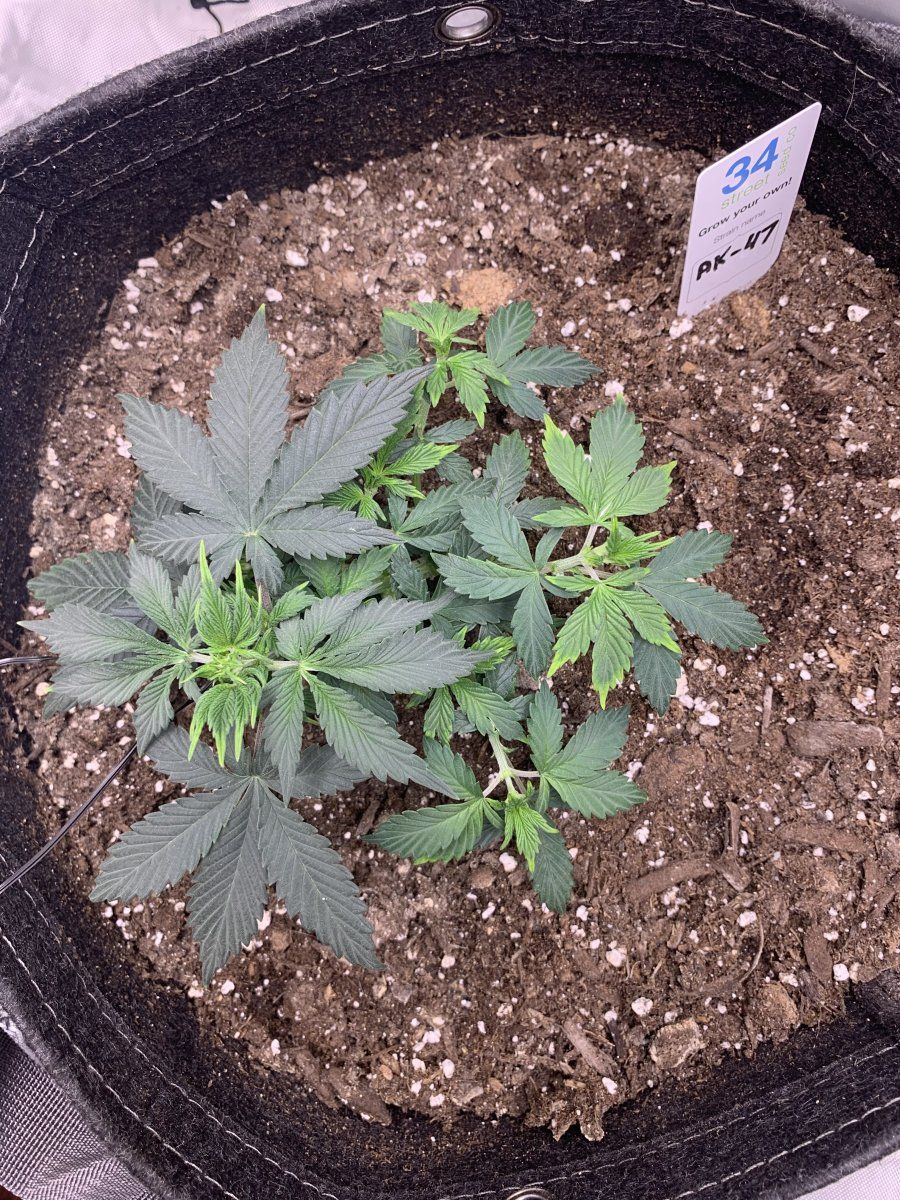 Im a rookie   what is this deficiency