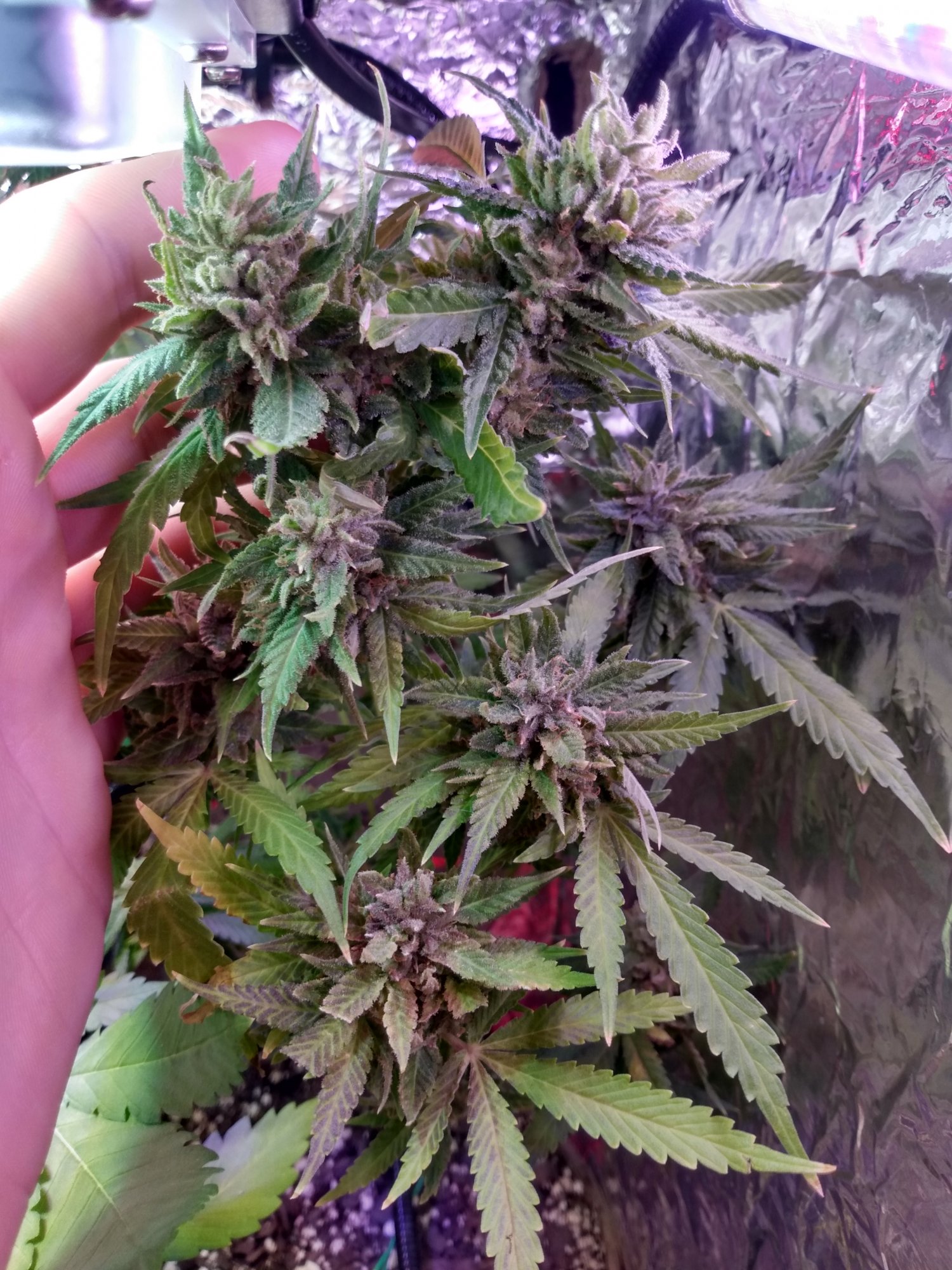 Im about to harvest and need some advice 2