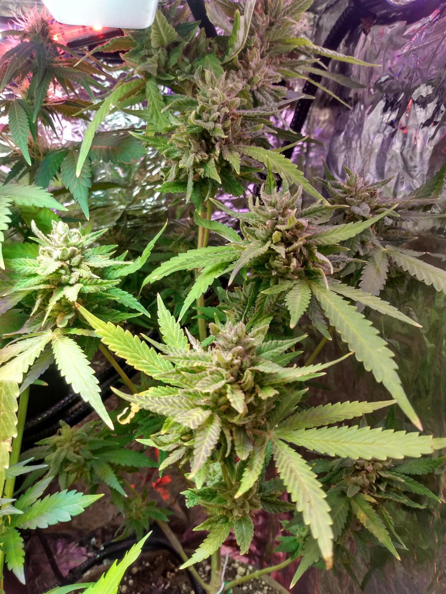Im about to harvest and need some advice 3