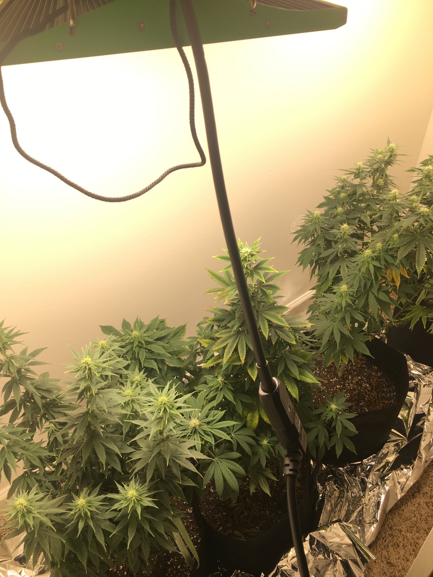 Im back for my second grow i need help in early flowering 2