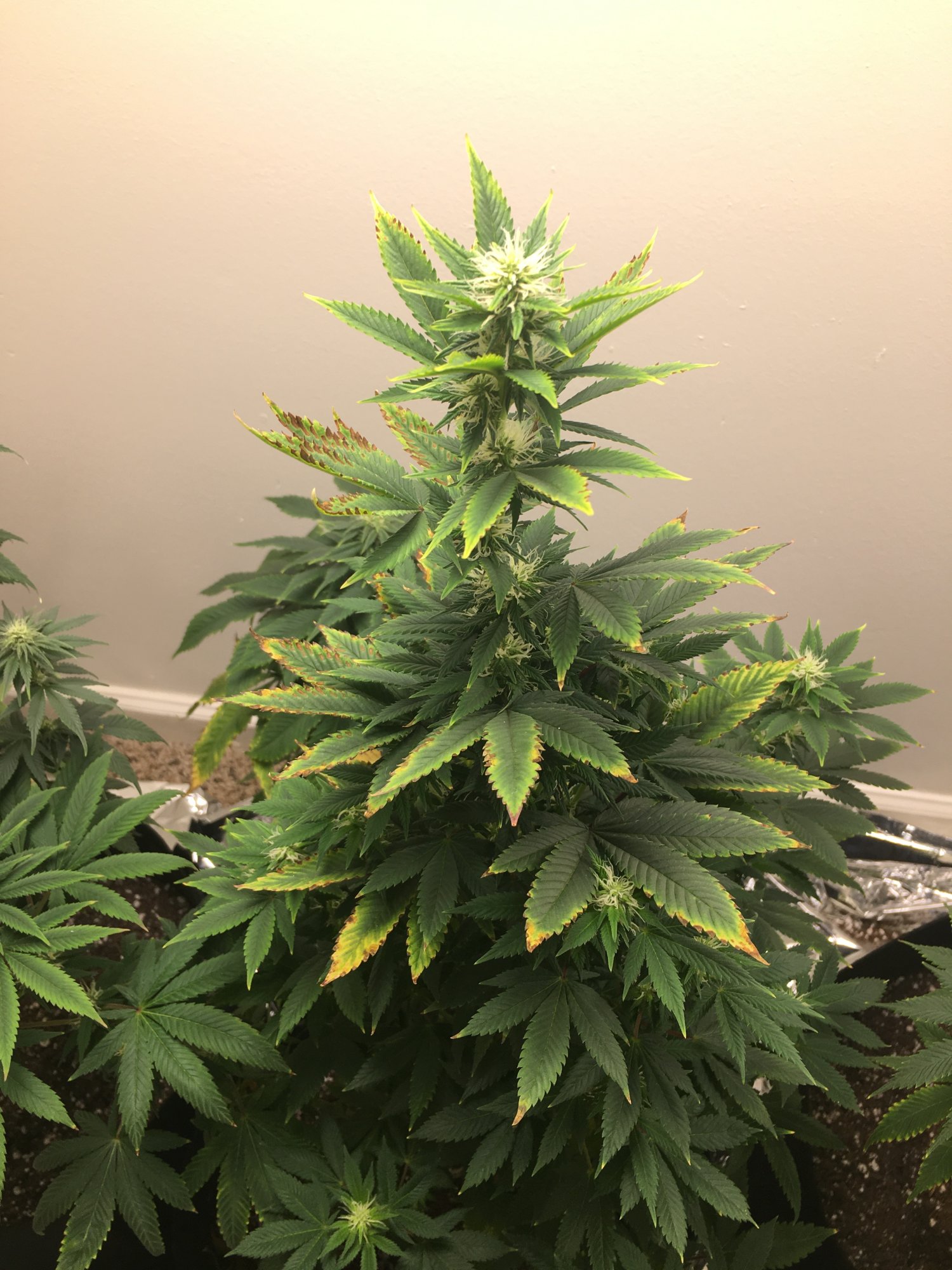 Im back for my second grow i need help in early flowering 4
