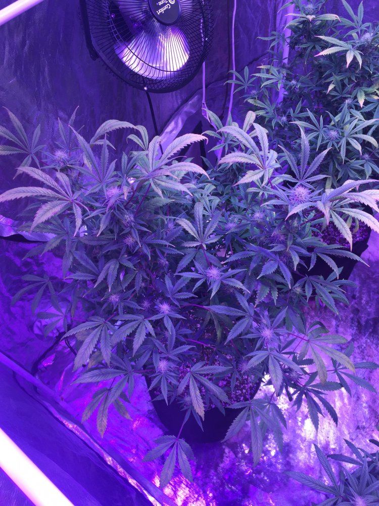 Im going on 3 weeks since i flipped to 1212 looks like nitrogen def should i give the girls a