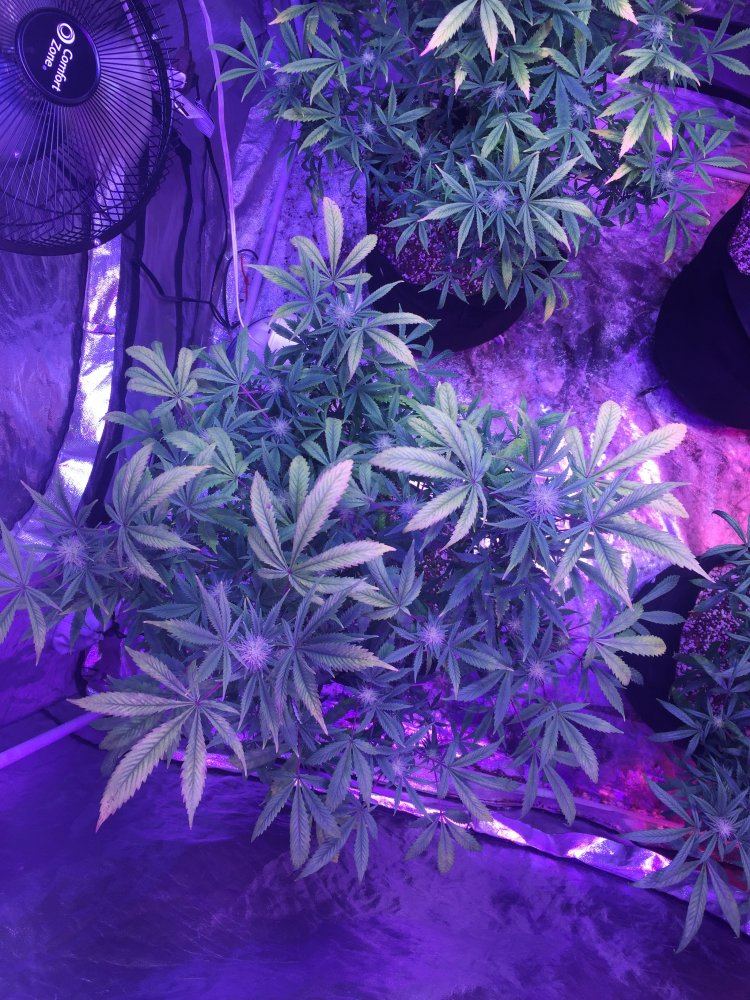 Im going on 3 weeks since i flipped to 1212 looks like nitrogen def should i give the girls a