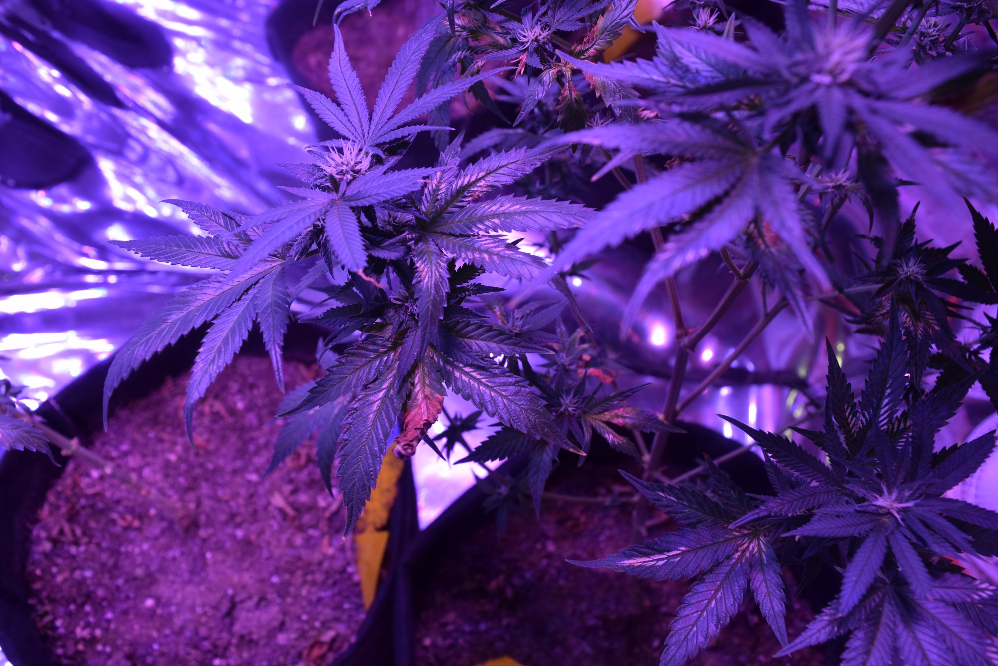 Im new and having problems in flower