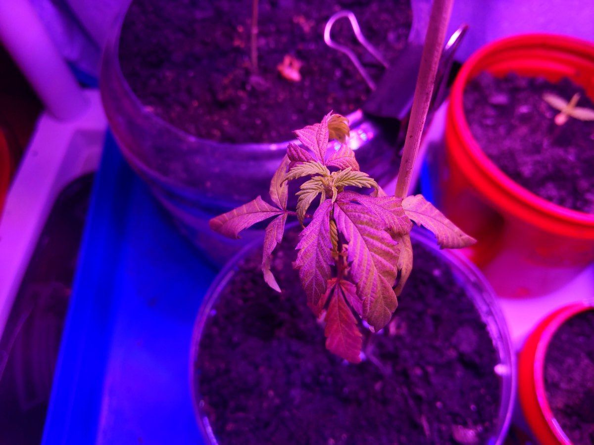 Im new to growing and i need some guidance if possible would appreciate it