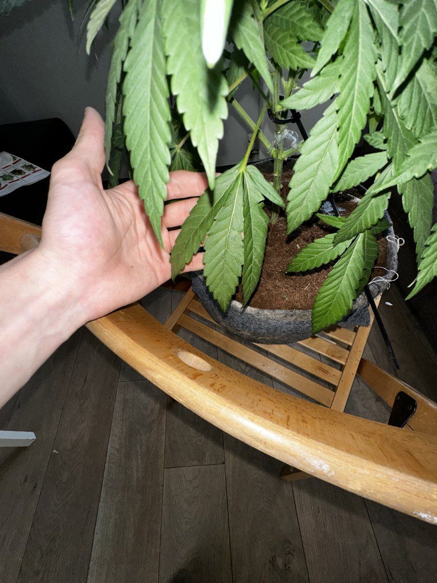 Im not sure if theres anything wrong with my plant 4