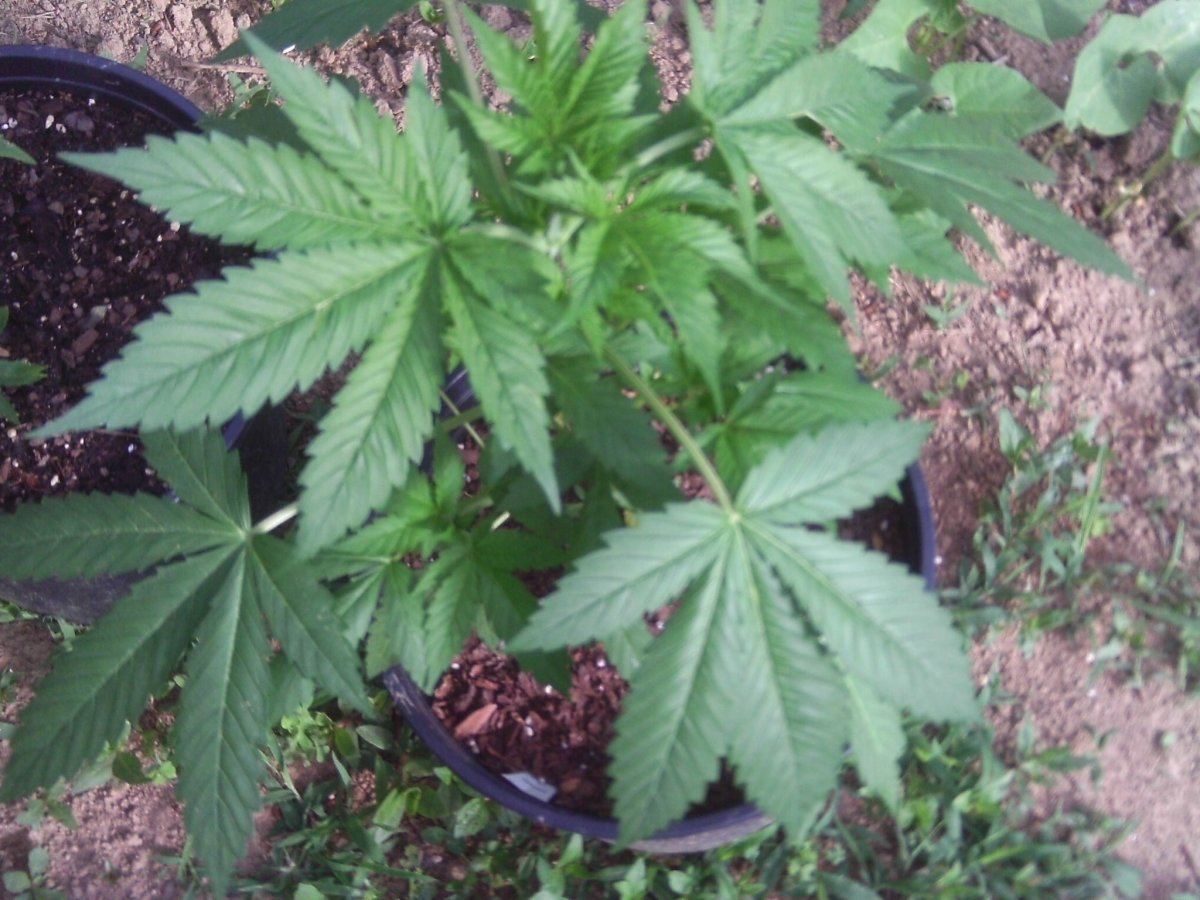 IMAG0003