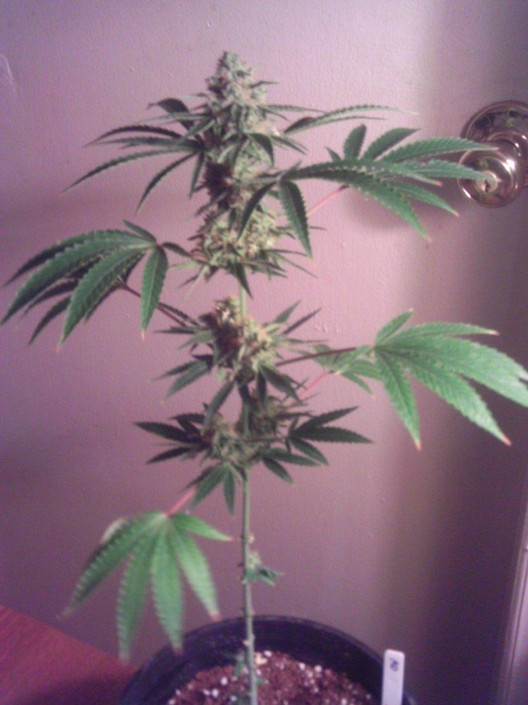 IMAG0003