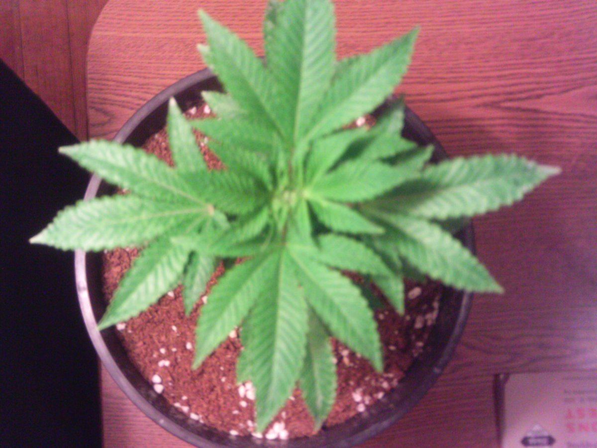 IMAG0004