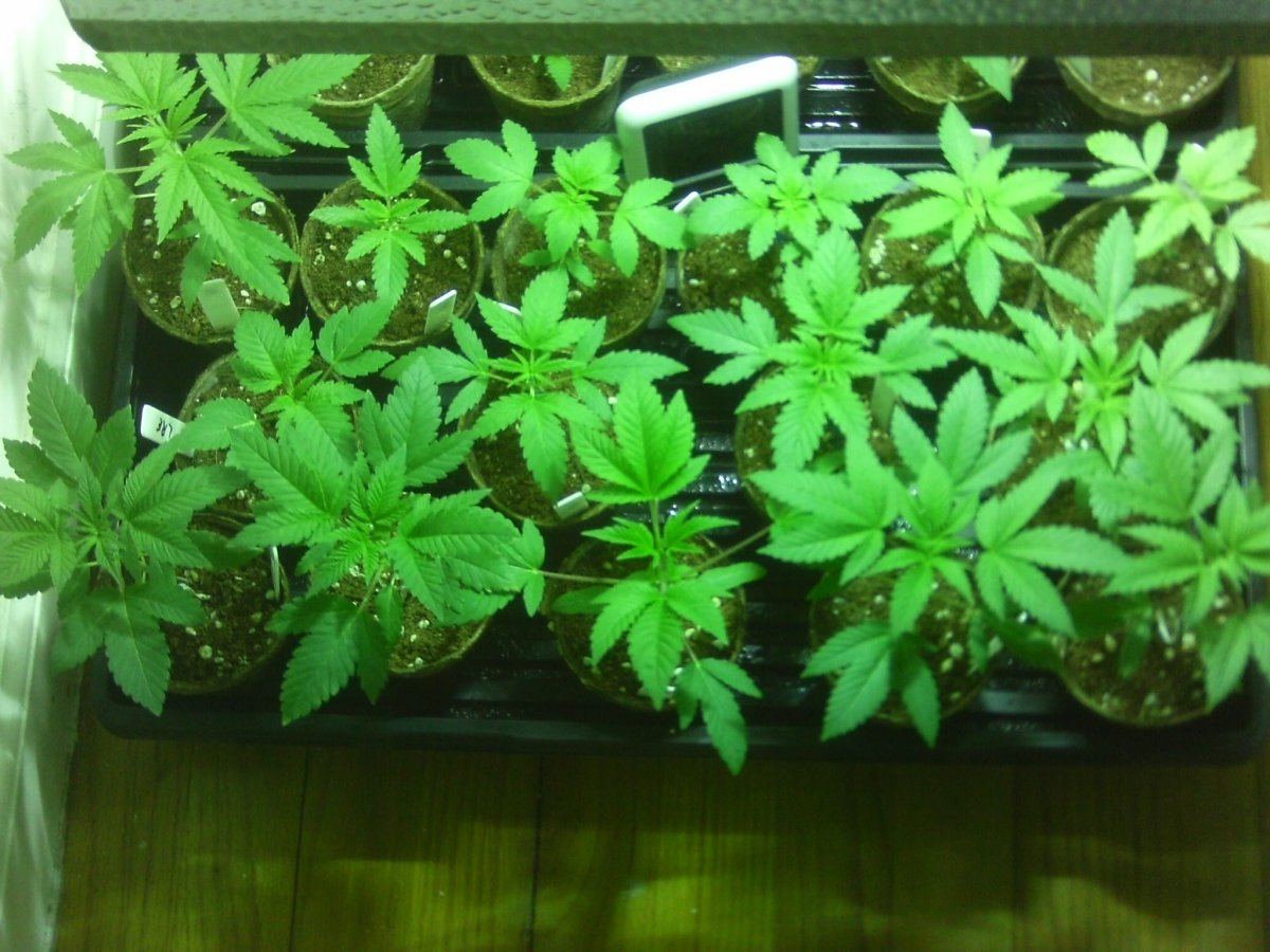 IMAG0009