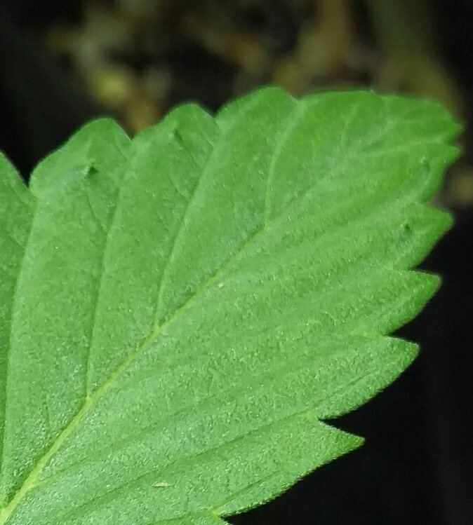 IMAG0019 1