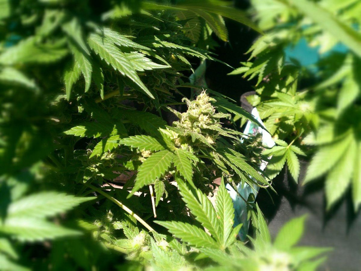 IMAG0020 CS lower branch