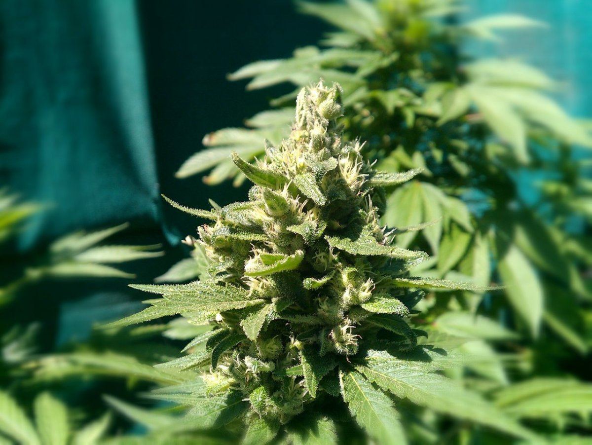IMAG0021  cs