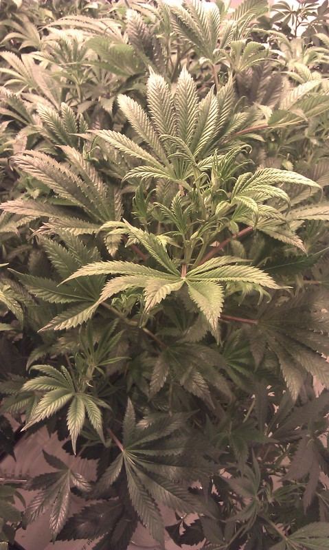 IMAG0037