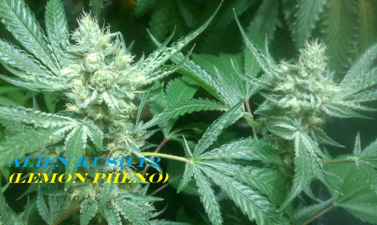 IMAG0038