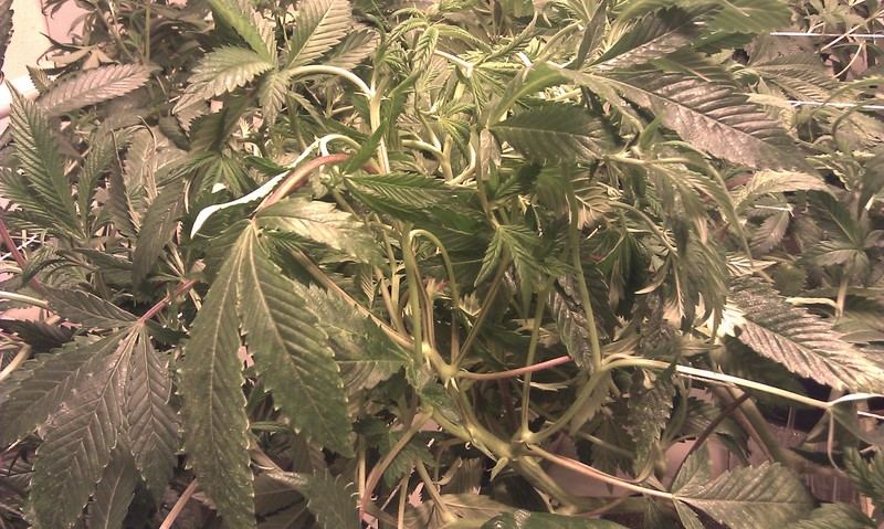 IMAG0054