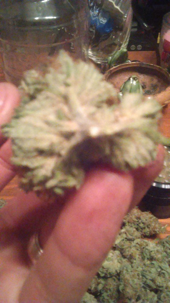 IMAG0062