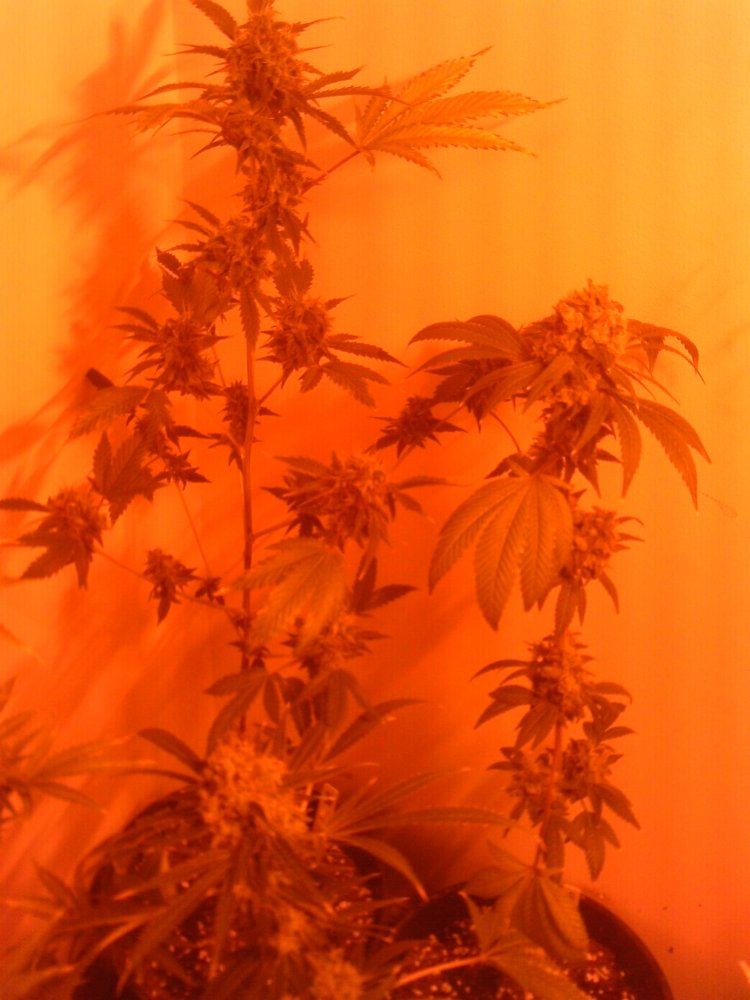 IMAG0064