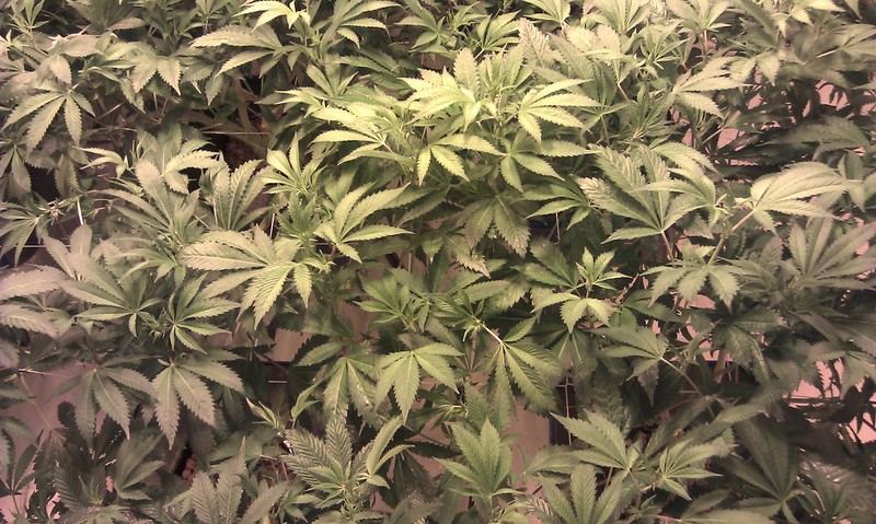 IMAG0091