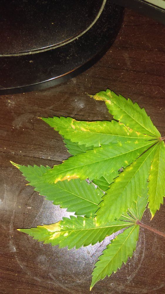 IMAG0092