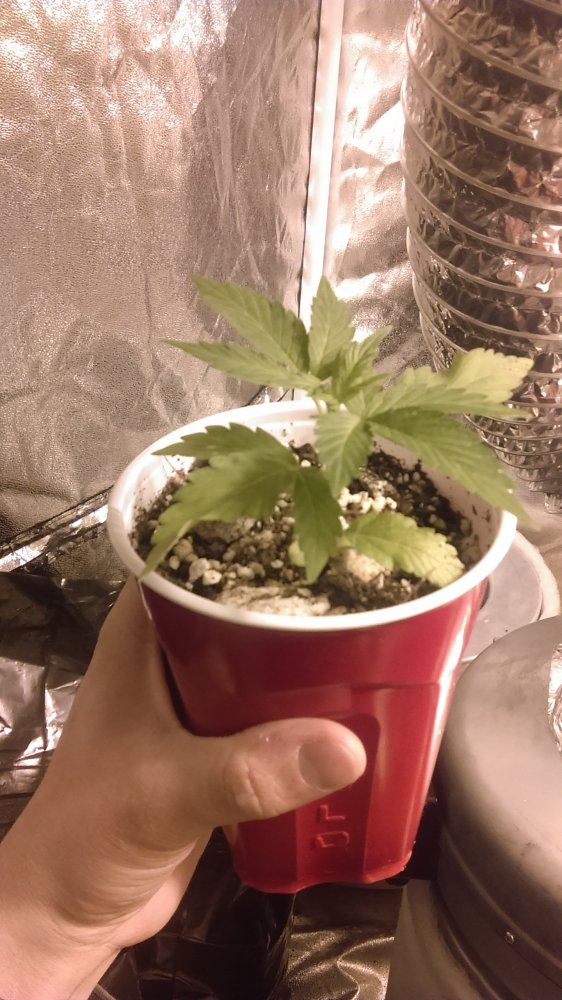 IMAG0132
