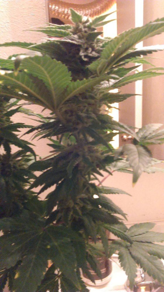 IMAG0137