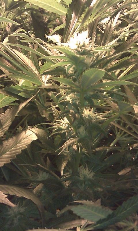 IMAG0175
