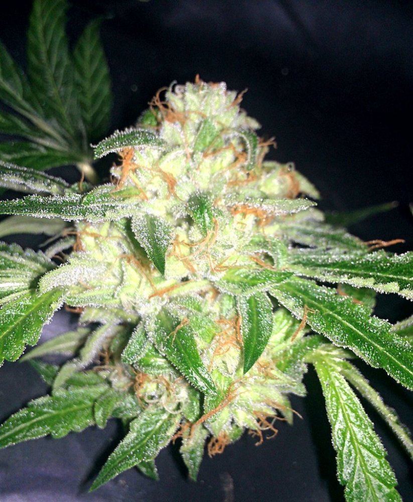 IMAG0211 1 1