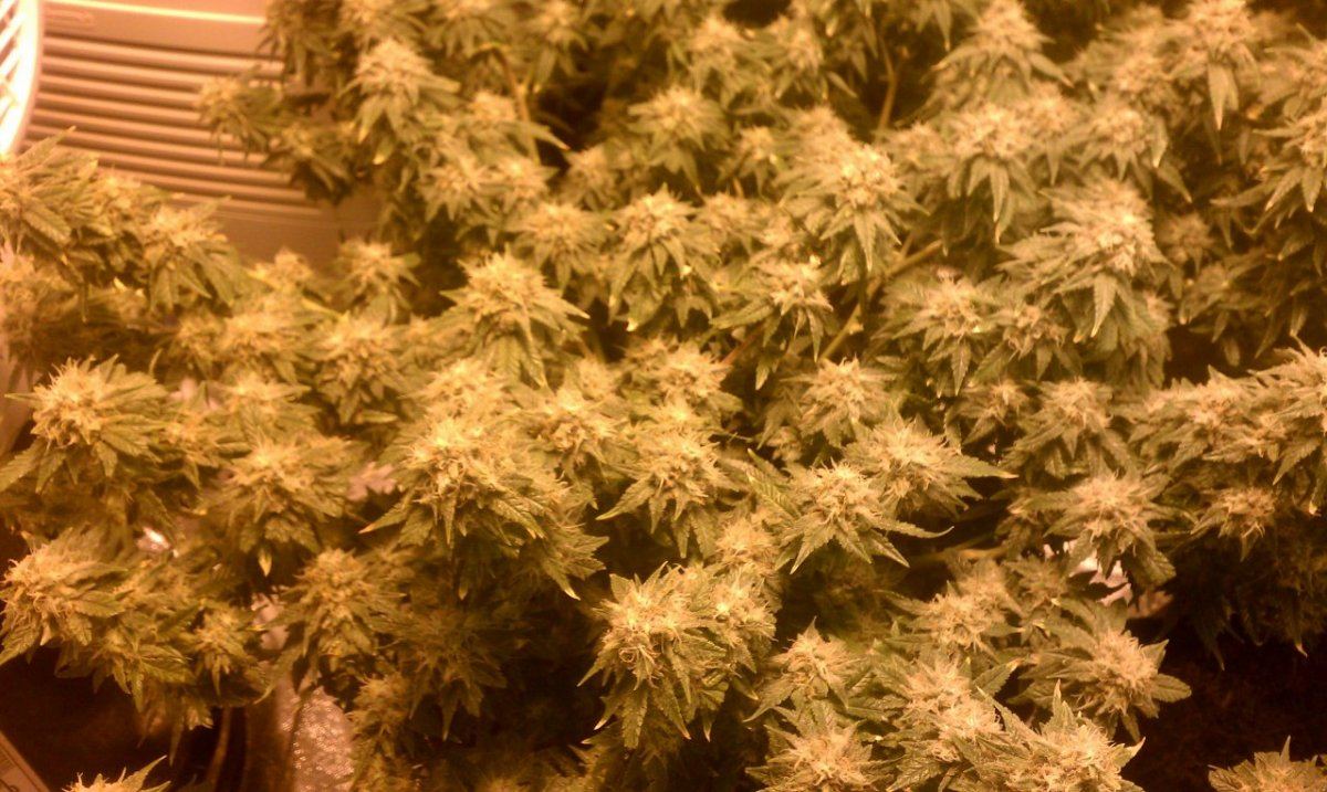 IMAG0214