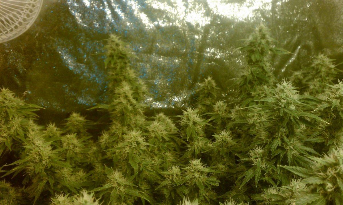 IMAG0221