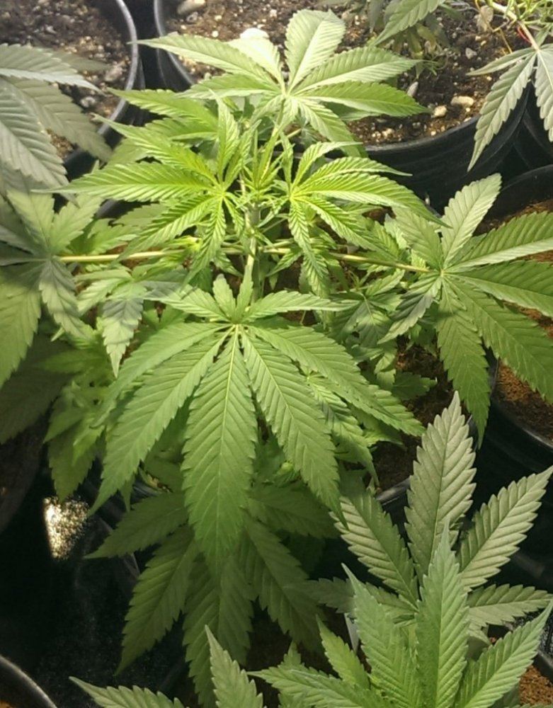 IMAG0230 1