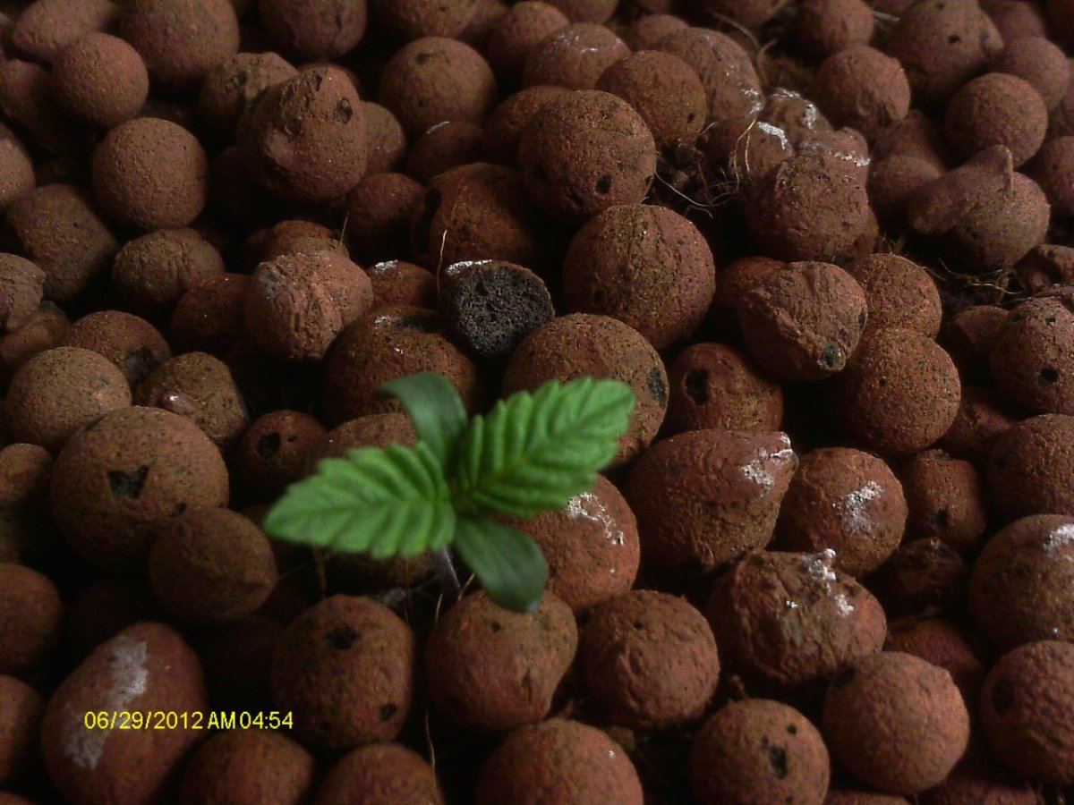 IMAG0247