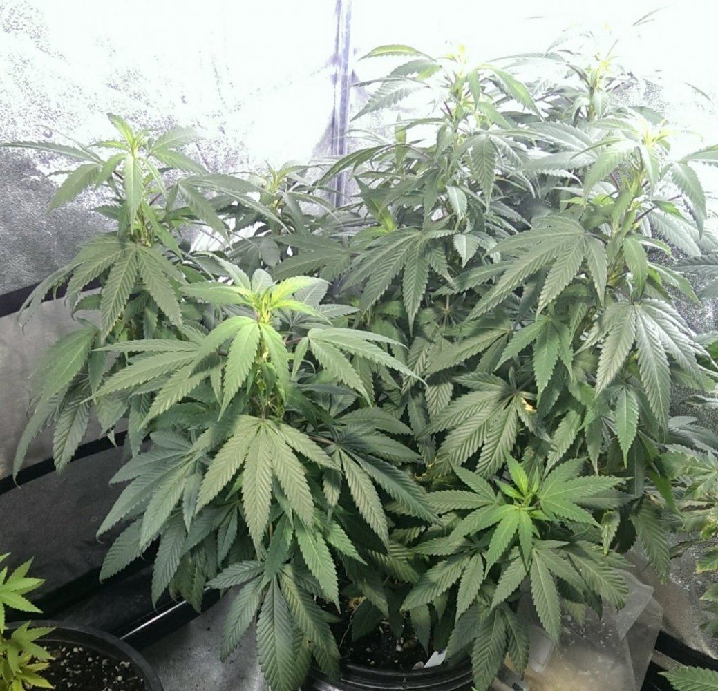 IMAG0249 1