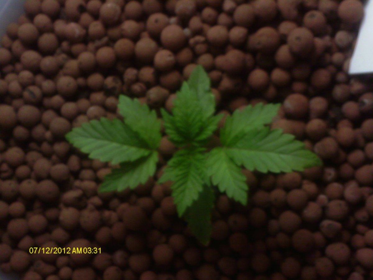 IMAG0264