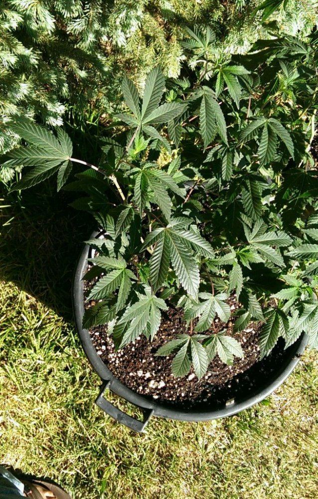 IMAG0269 1 1