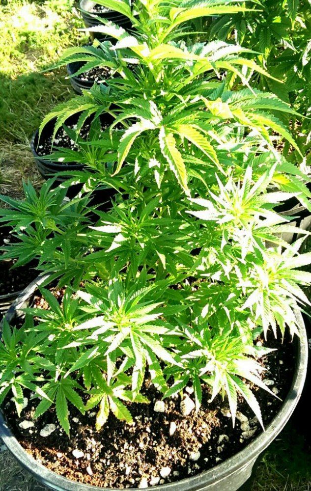 IMAG0270 1 1