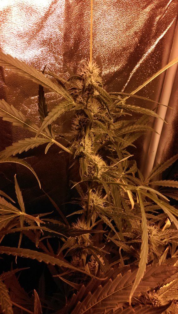 IMAG0286