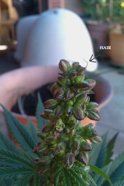 IMAG0318