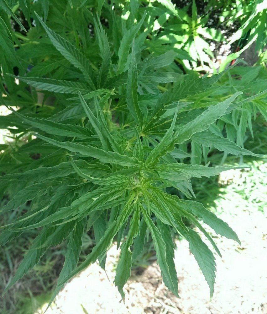 IMAG0328 1